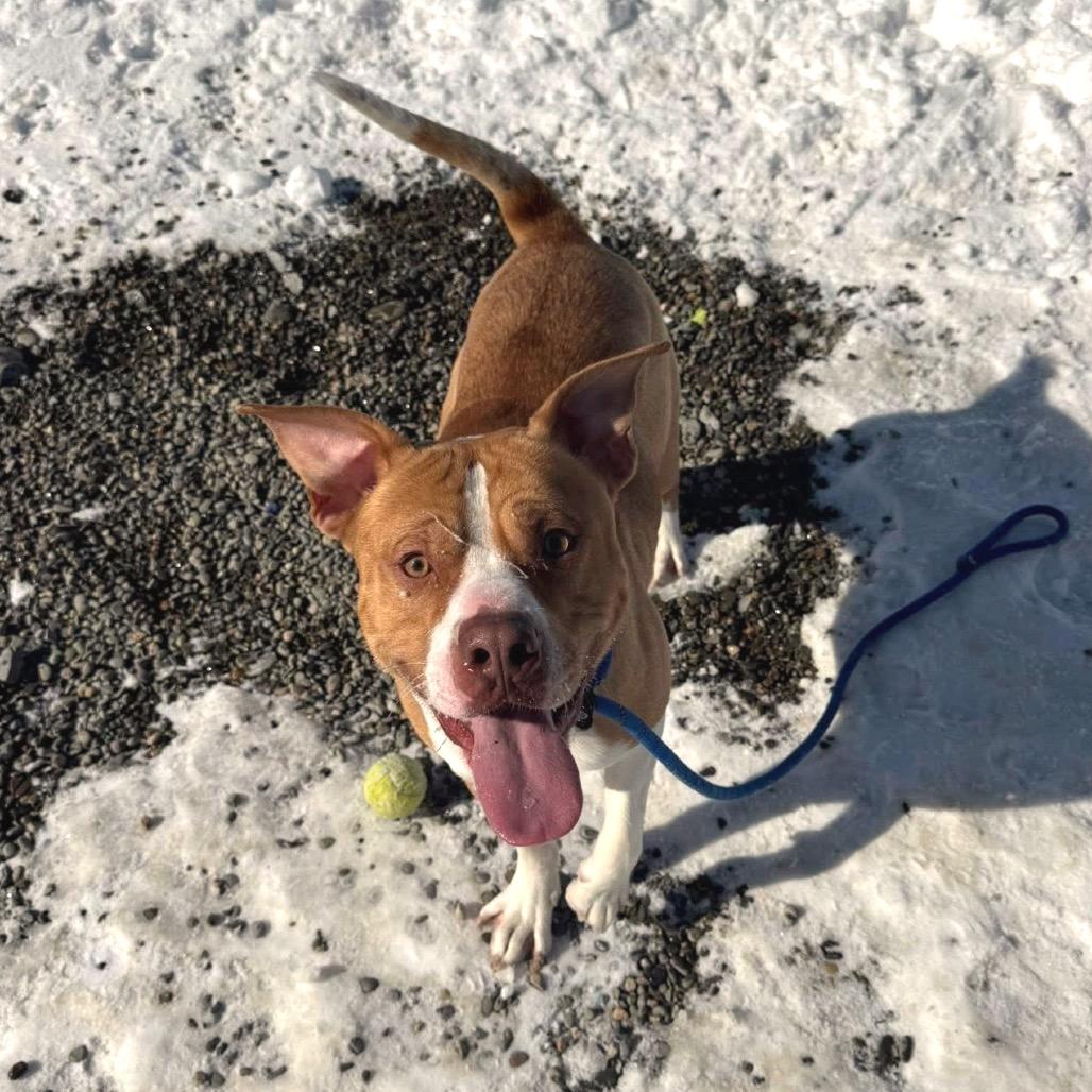 Timber, a Adoptable mixed breed in Binghamton, NY image 1/2