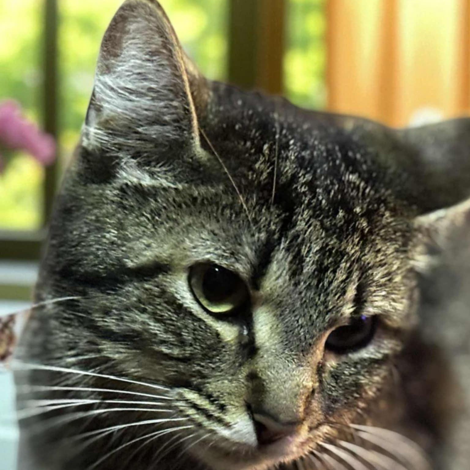 Princess Peach, a Adoptable mixed breed in St. Clairsville, OH image 3/3