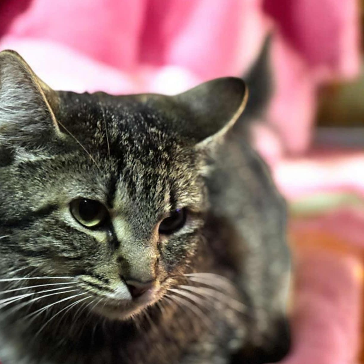 Princess Peach, Adoptable, Adult Female Tabby.