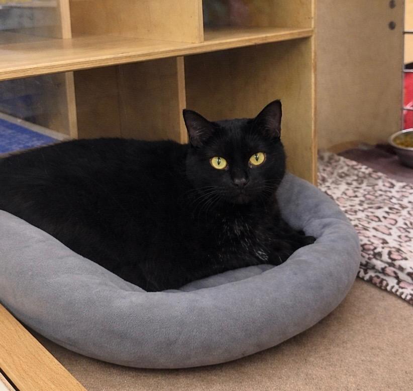 Mabel 3, Adoptable, Adult Female Domestic Short Hair.