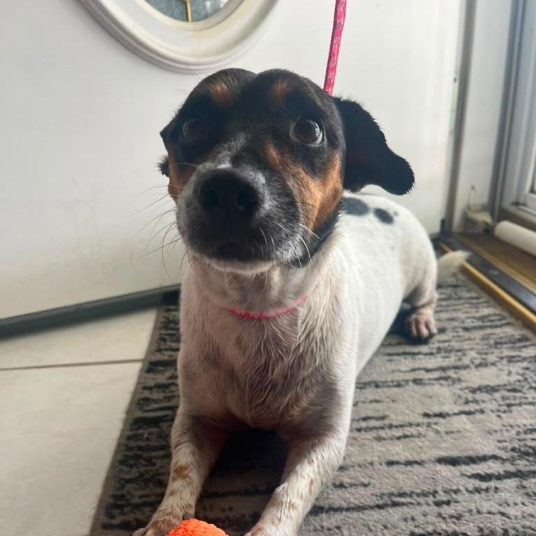 Roxy, Adoptable, Adult Female Jack Russell Terrier & Mixed Breed.