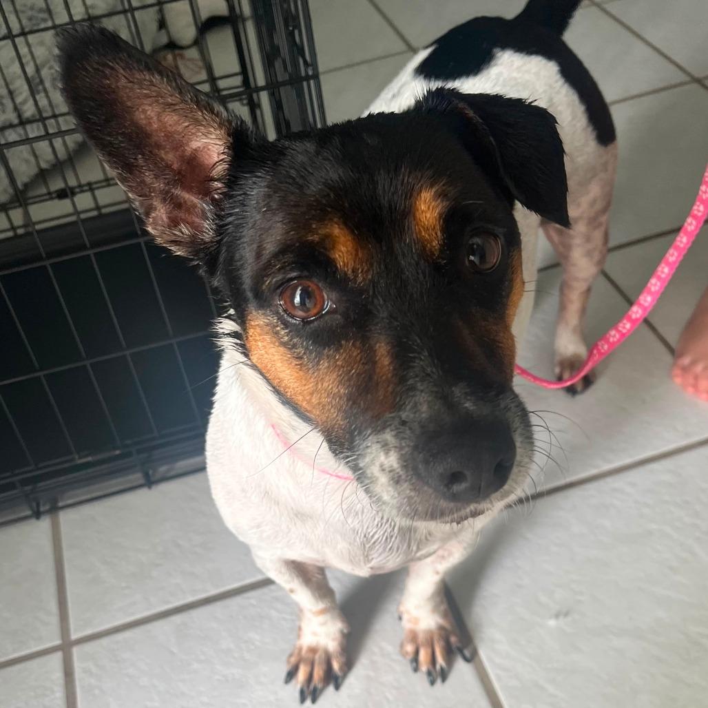 Enlarge Roxy, a Adoptable mixed breed in Merritt Island, FL image 2/5
