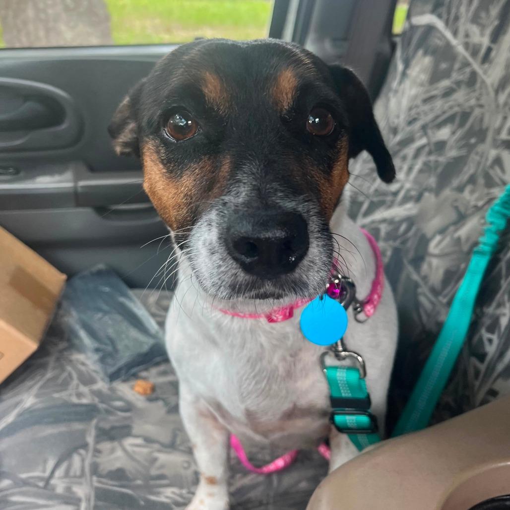 Enlarge Roxy, a Adoptable mixed breed in Merritt Island, FL image 3/5