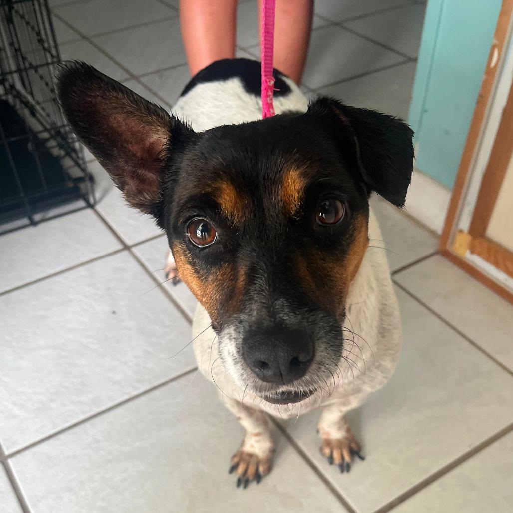 Enlarge Roxy, a Adoptable mixed breed in Merritt Island, FL image 4/5