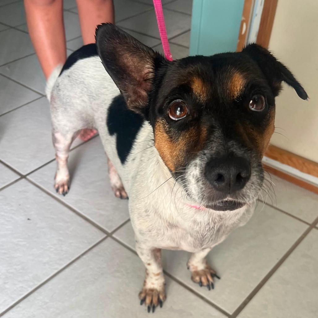 Enlarge Roxy, a Adoptable mixed breed in Merritt Island, FL image 5/5