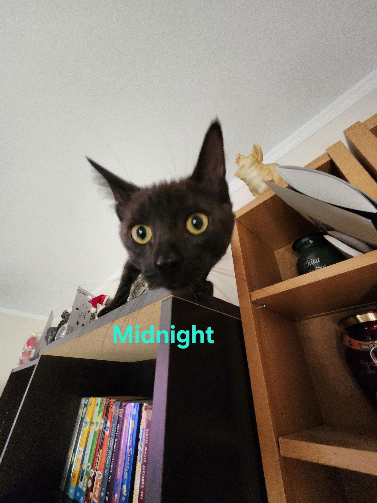 Midnight, Adoptable, Young Male Domestic Short Hair.