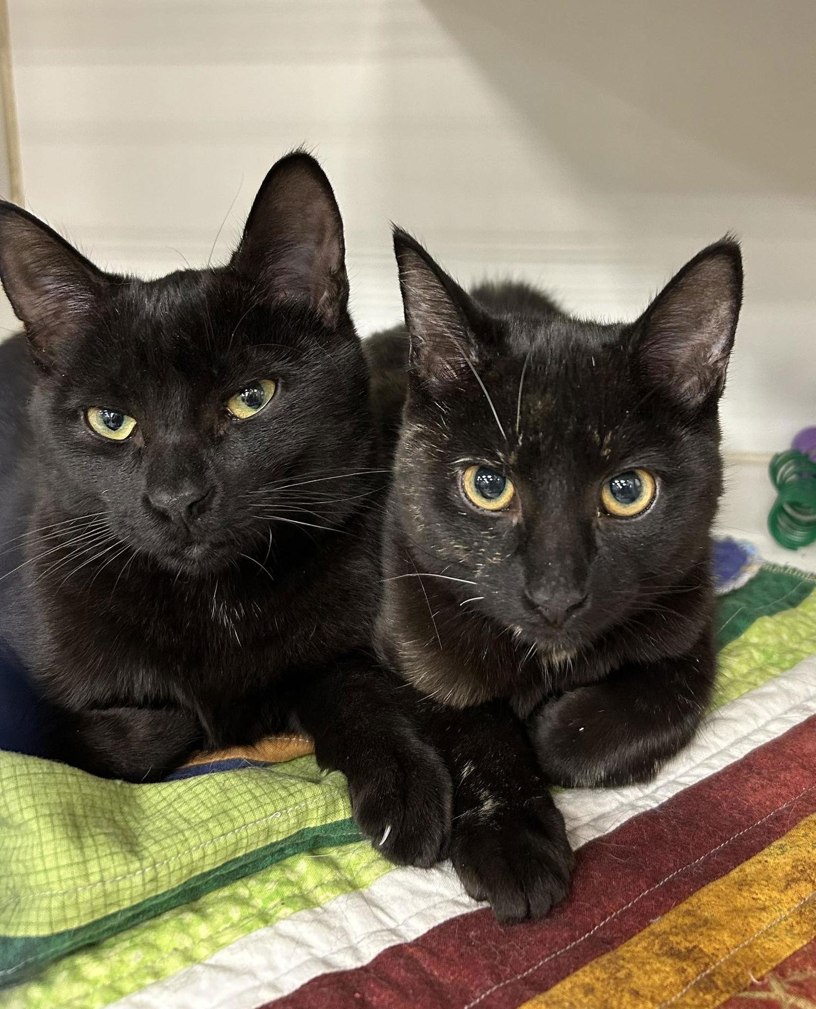 Enlarge Midnight, a Adoptable Domestic Short Hair in Orleans, ON image 2/3