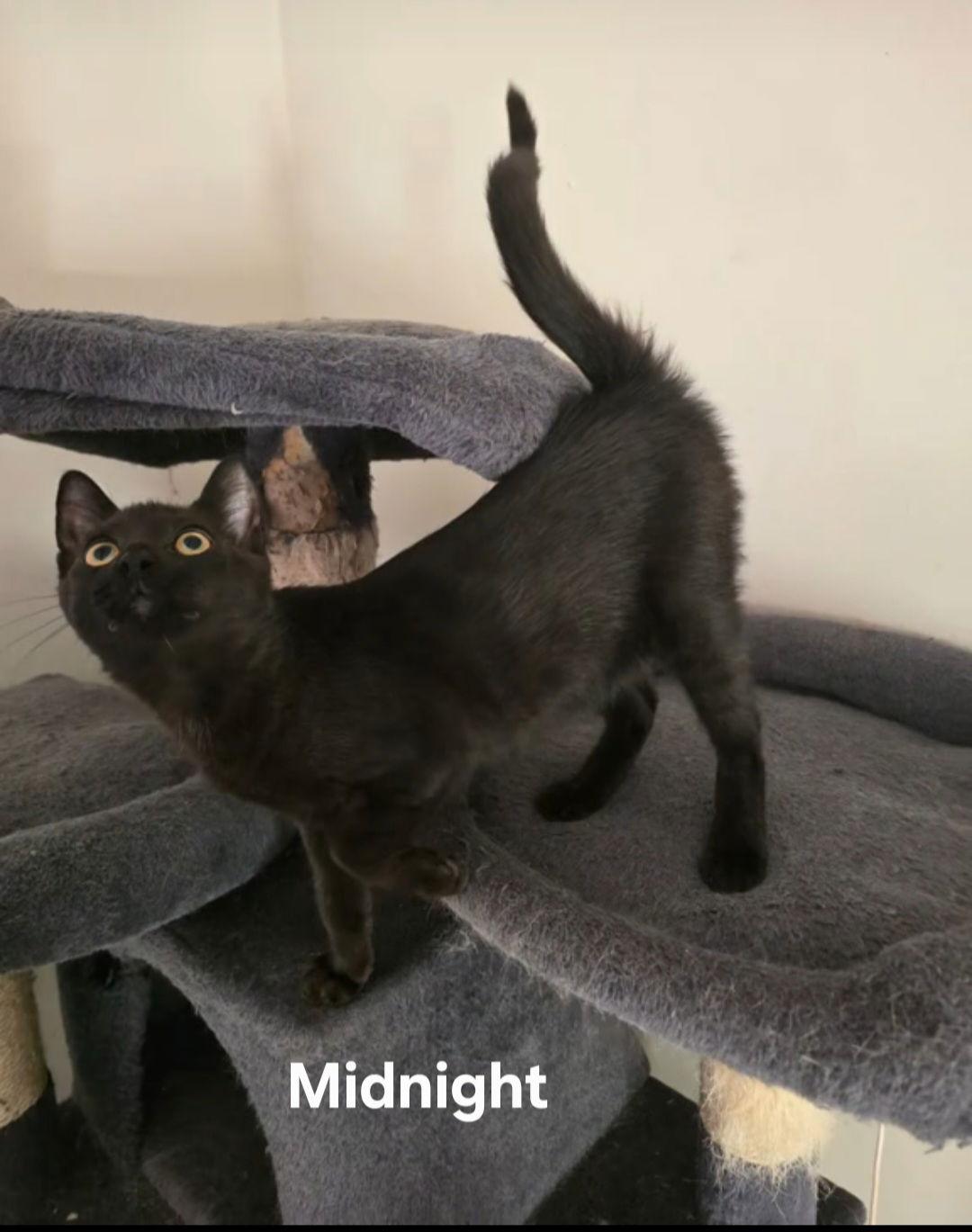 Enlarge Midnight, a Adoptable Domestic Short Hair in Orleans, ON image 3/3