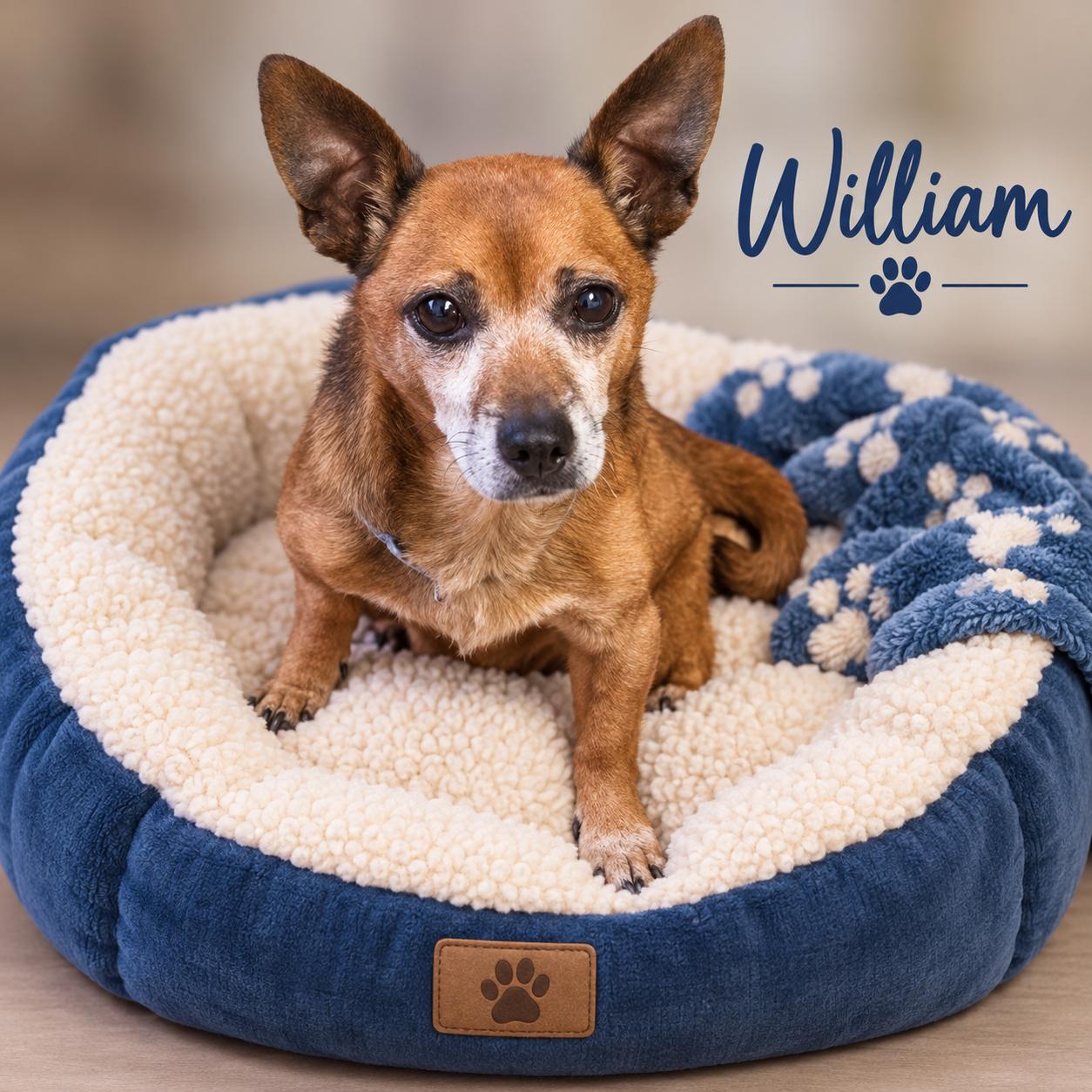 Enlarge William, a Adoptable Chihuahua in Momence, IL image 1/1