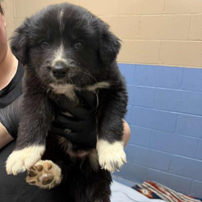 Lady Rose SPONSORED, Adoptable, Puppy Female Mixed Breed.
