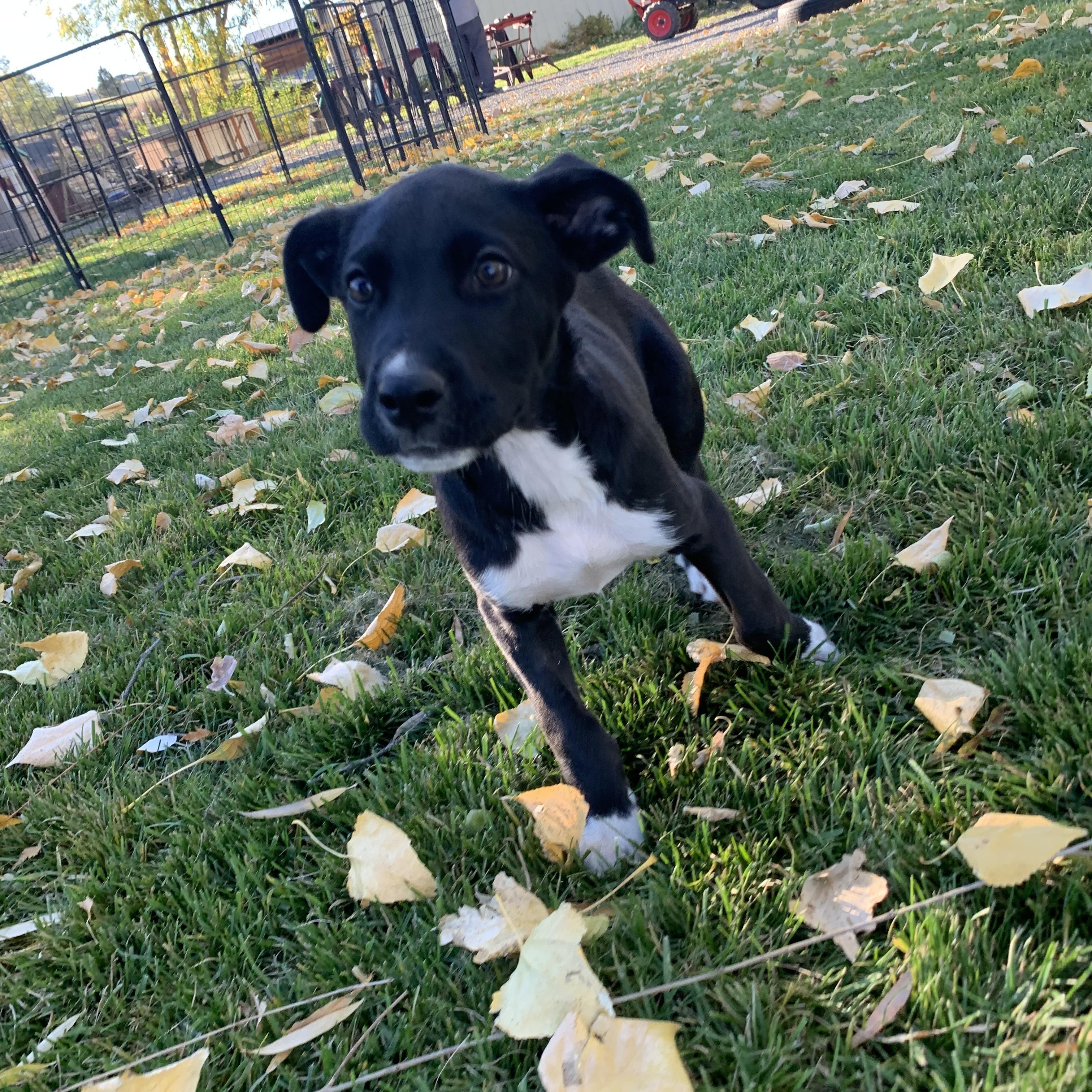 Enlarge Toby, a Adoptable mixed breed in Selah, WA image 5/5