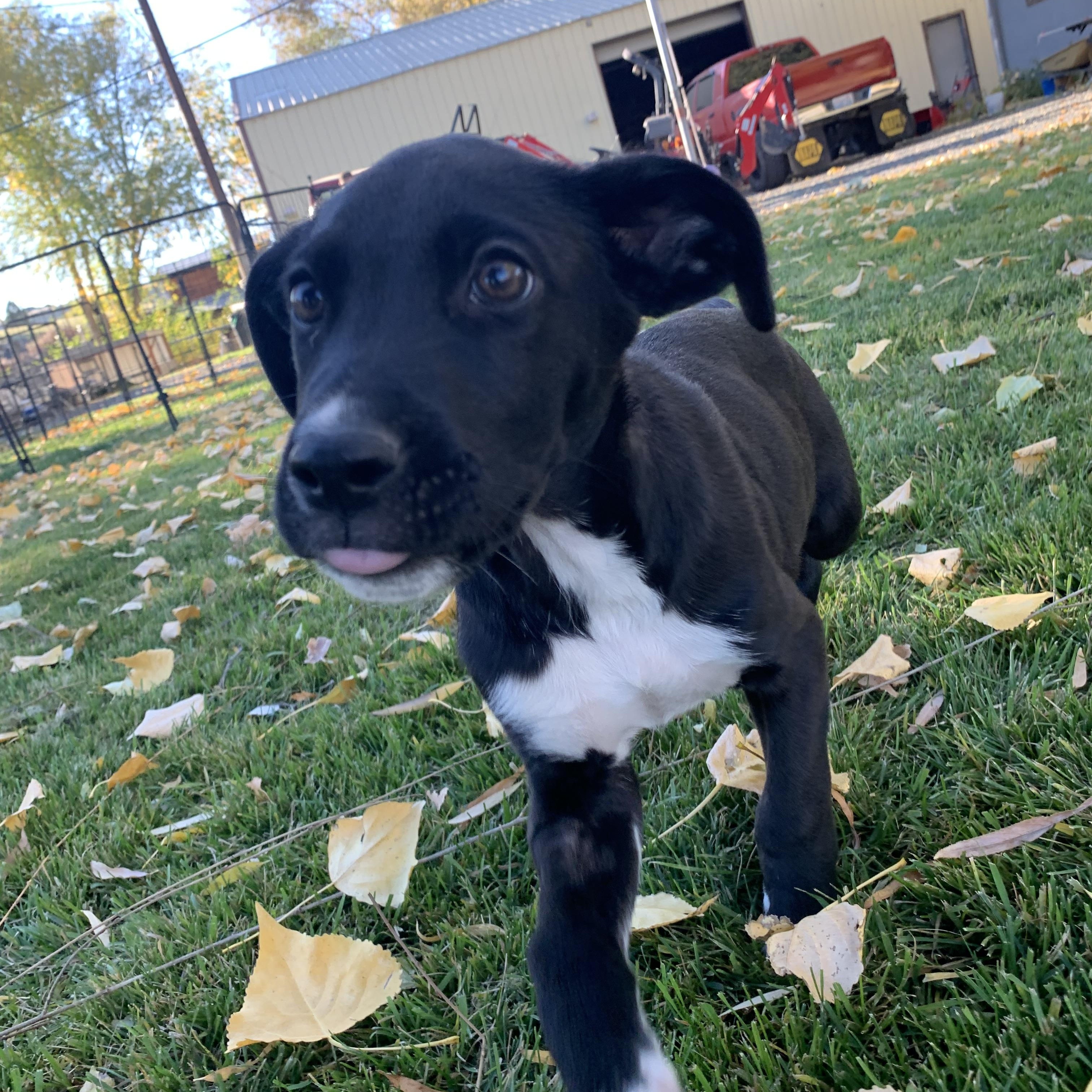Enlarge Toby, a Adoptable mixed breed in Selah, WA image 4/5