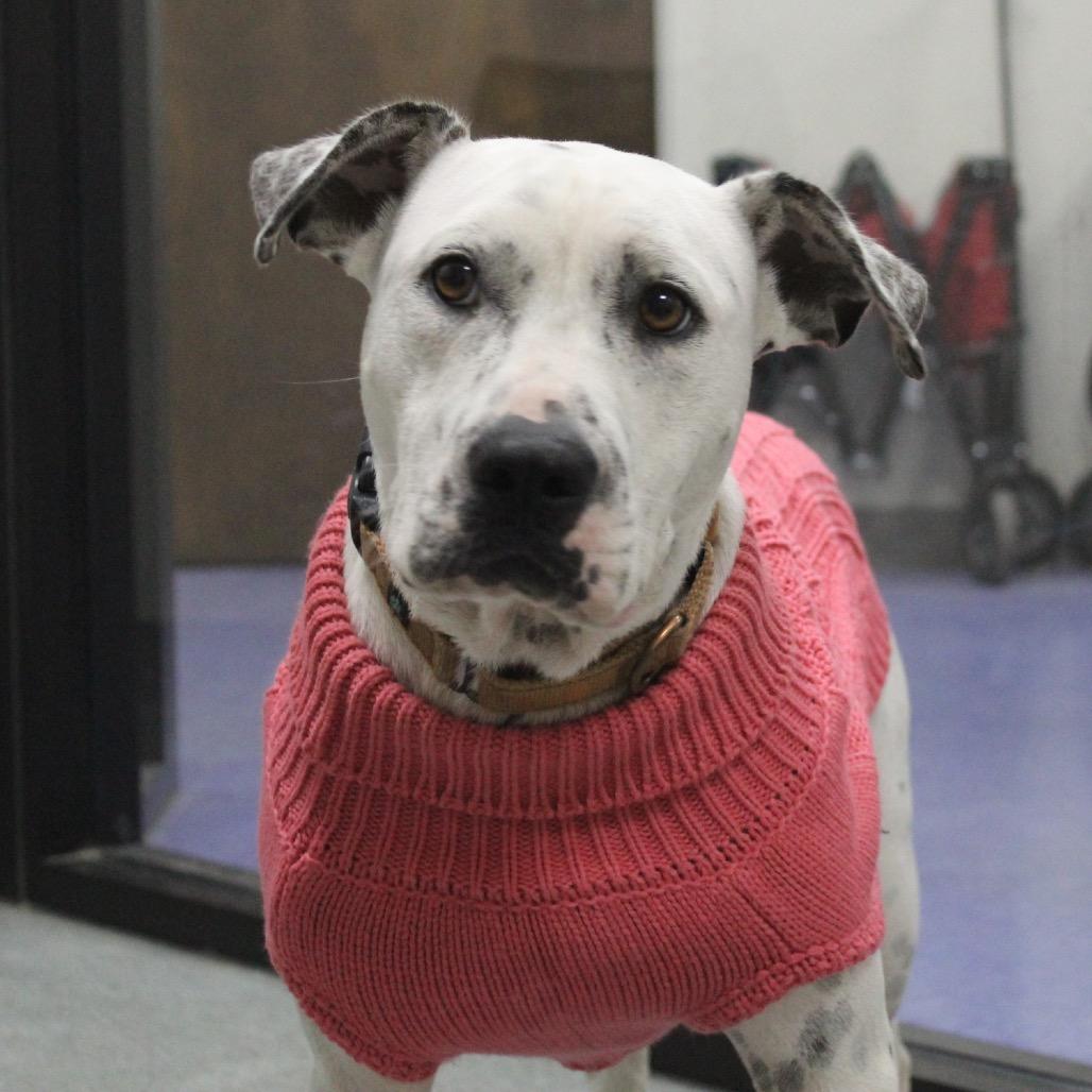 Arctic, Adoptable, Adult Female Mixed Breed.