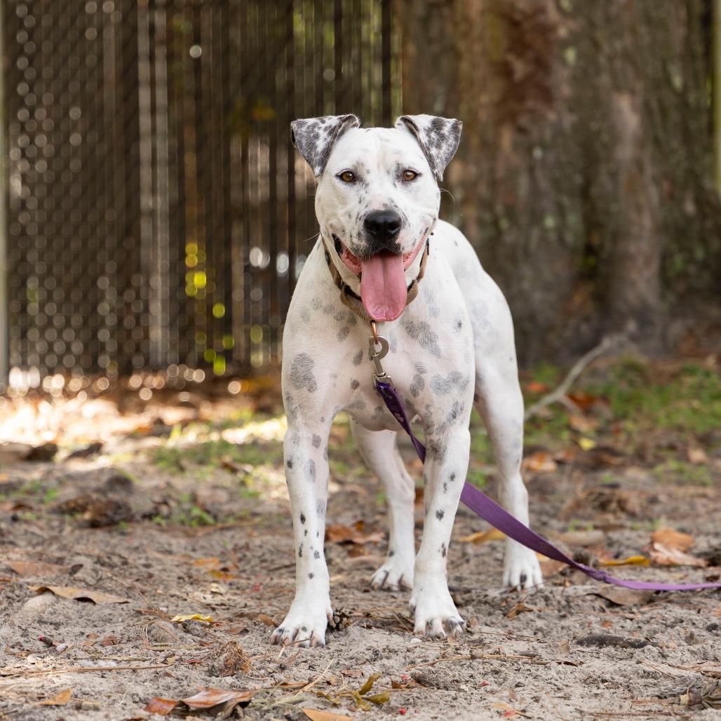 Enlarge Arctic, a Adoptable Mixed Breed in Gainesville, FL image 2/6