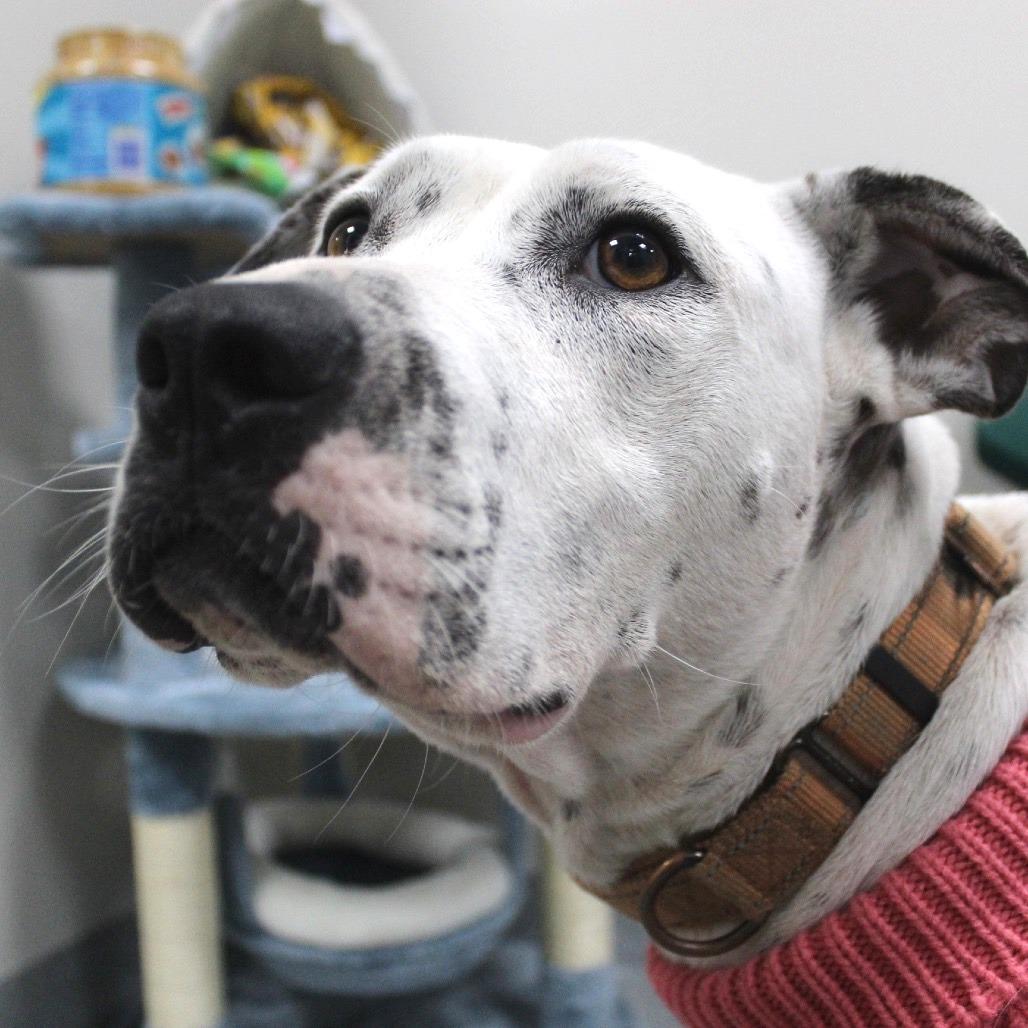 Enlarge Arctic, a Adoptable Mixed Breed in Gainesville, FL image 3/6