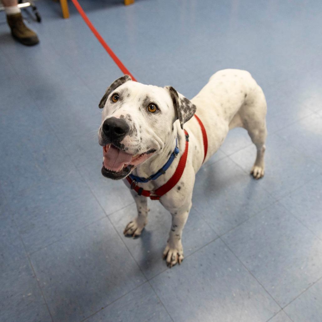 Enlarge Arctic, a Adoptable Mixed Breed in Gainesville, FL image 4/6