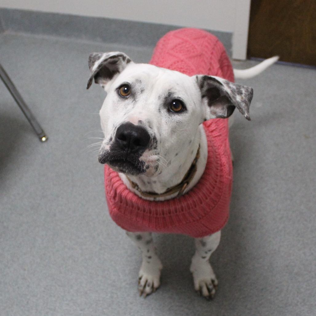 Enlarge Arctic, a Adoptable Mixed Breed in Gainesville, FL image 5/6