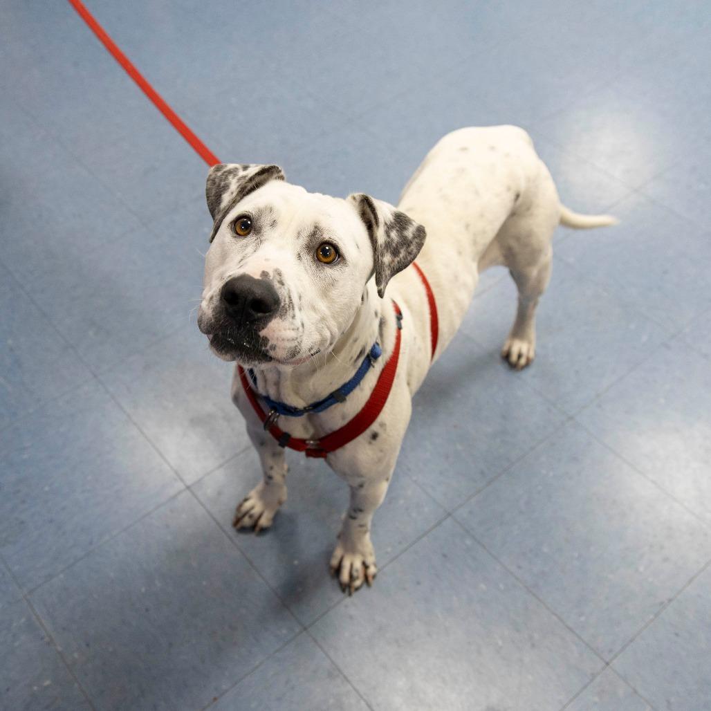 Enlarge Arctic, a Adoptable Mixed Breed in Gainesville, FL image 6/6