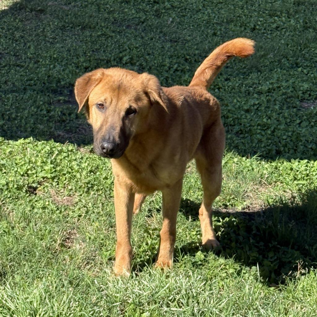 Max, a Adoptable mixed breed in Brenham, TX image 2/6