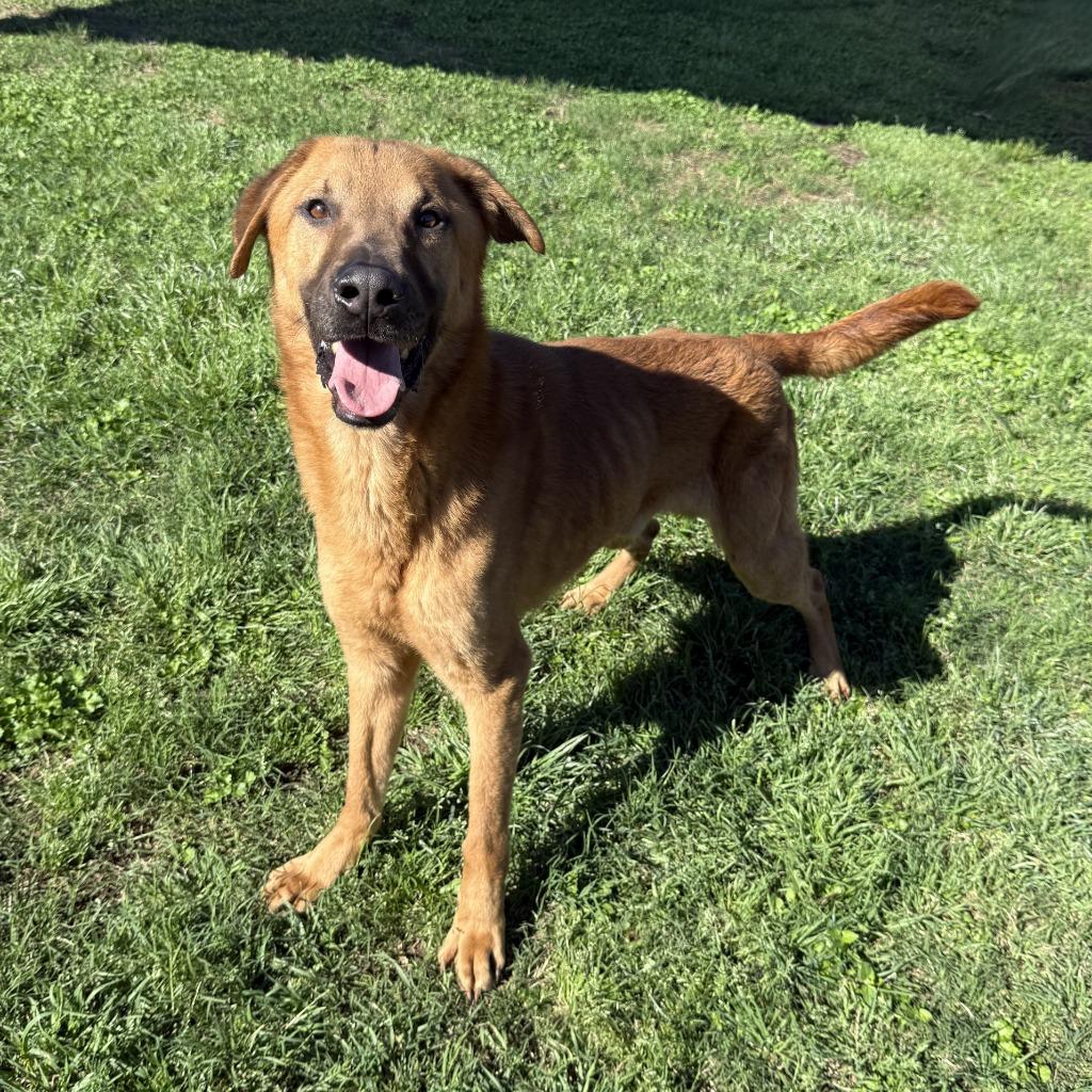 Max, a Adoptable mixed breed in Brenham, TX image 3/6