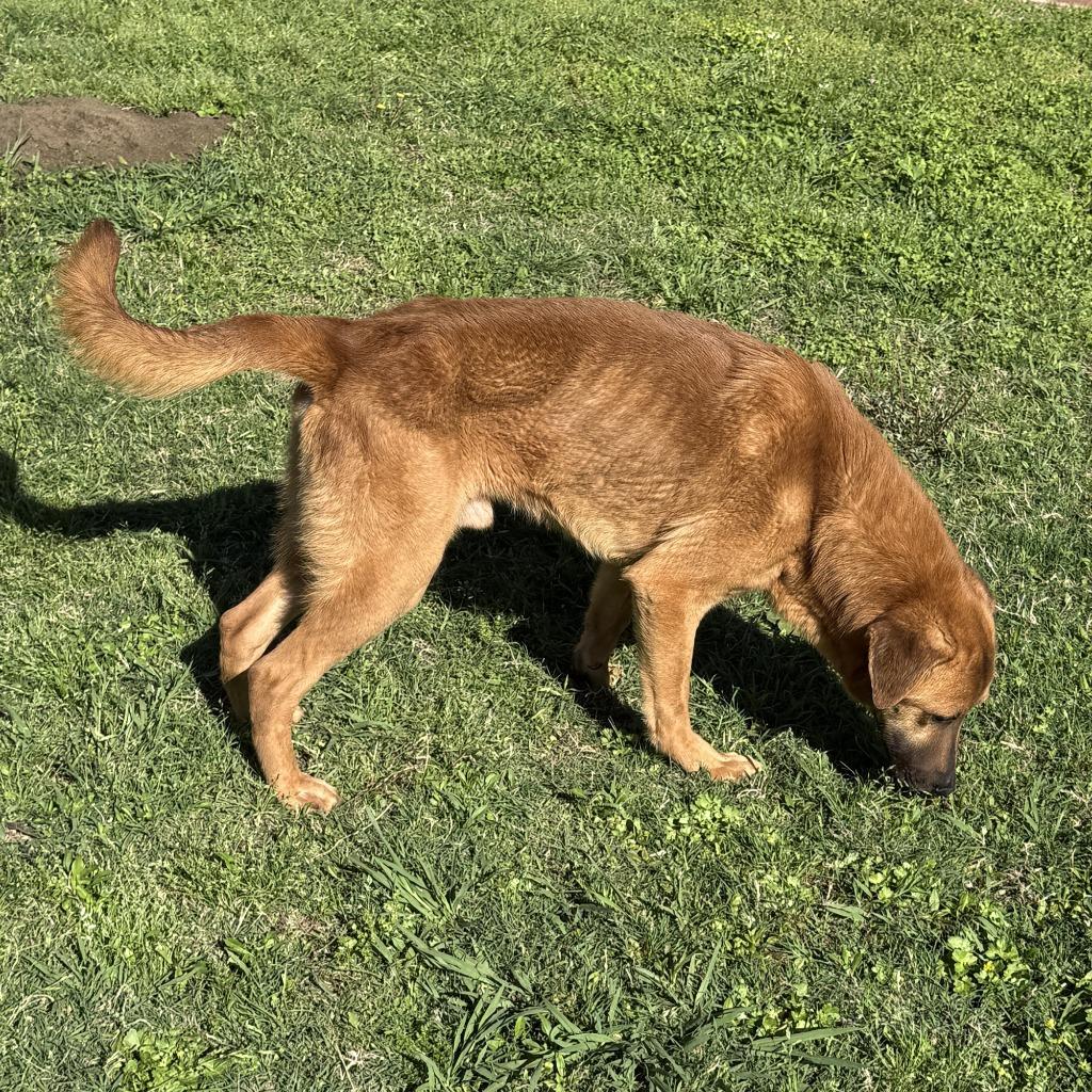 Max, a Adoptable mixed breed in Brenham, TX image 4/6
