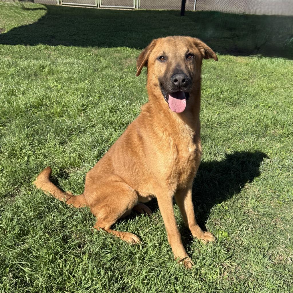Max, a Adoptable mixed breed in Brenham, TX image 5/6