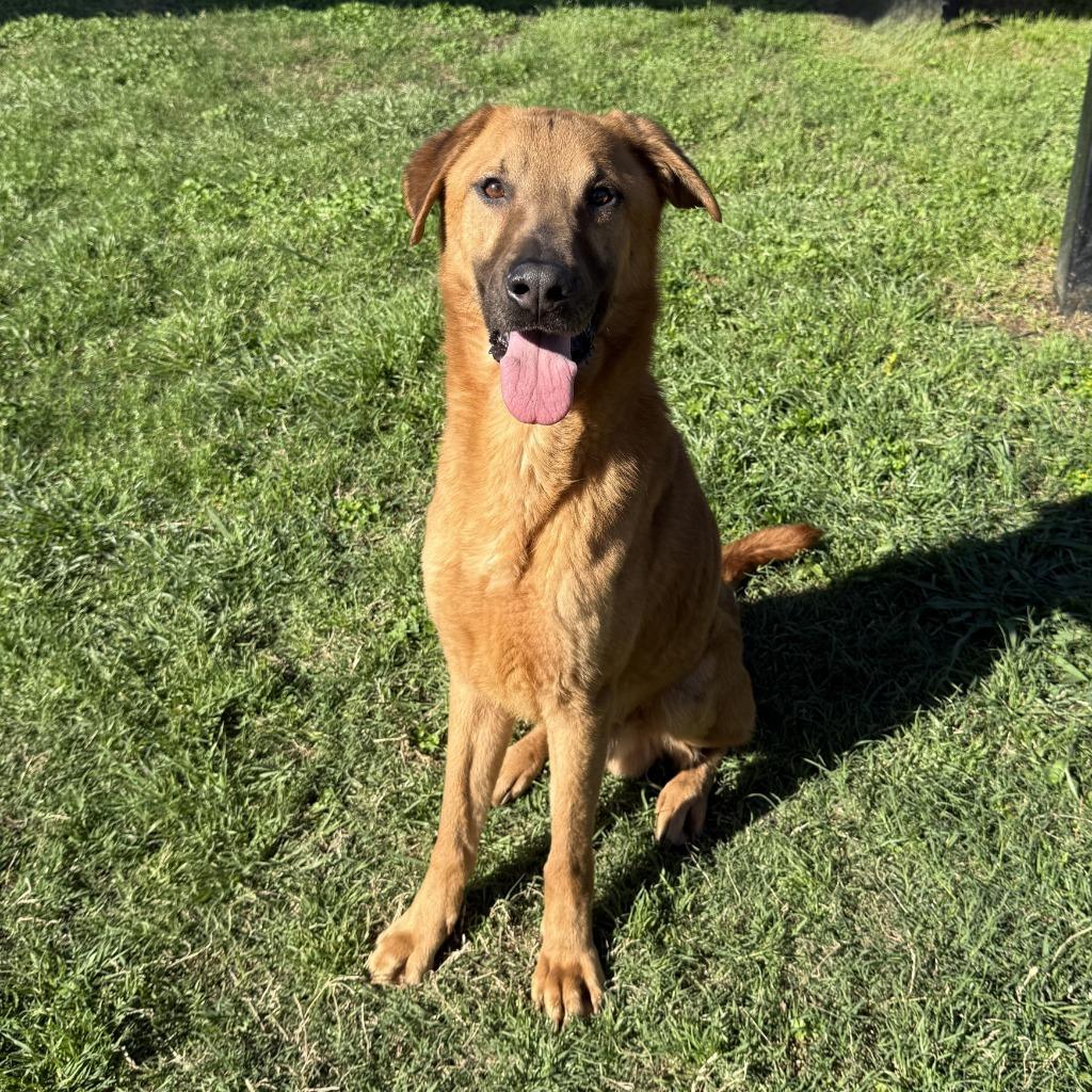 Max, a Adoptable mixed breed in Brenham, TX image 6/6
