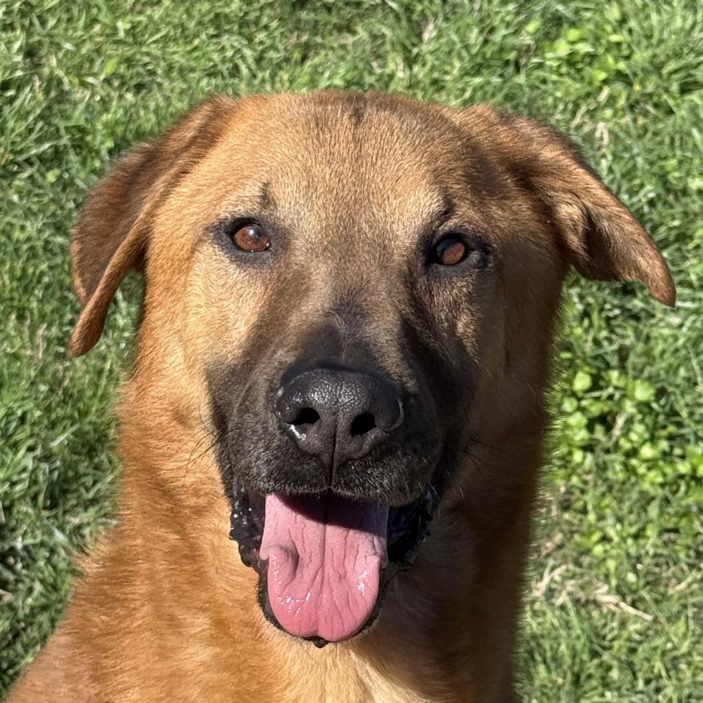 Max, a Adoptable mixed breed in Brenham, TX image 1/6