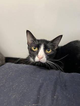 Bashful, Adoptable, Adult Female Domestic Short Hair & Domestic Short Hair.