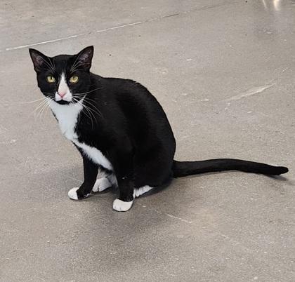 Bashful, a Adoptable Domestic Short Hair in Georgetown, DE image 2/3
