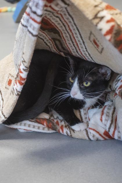 Bashful, Adoptable, Adult Female Domestic Short Hair & Domestic Short Hair.