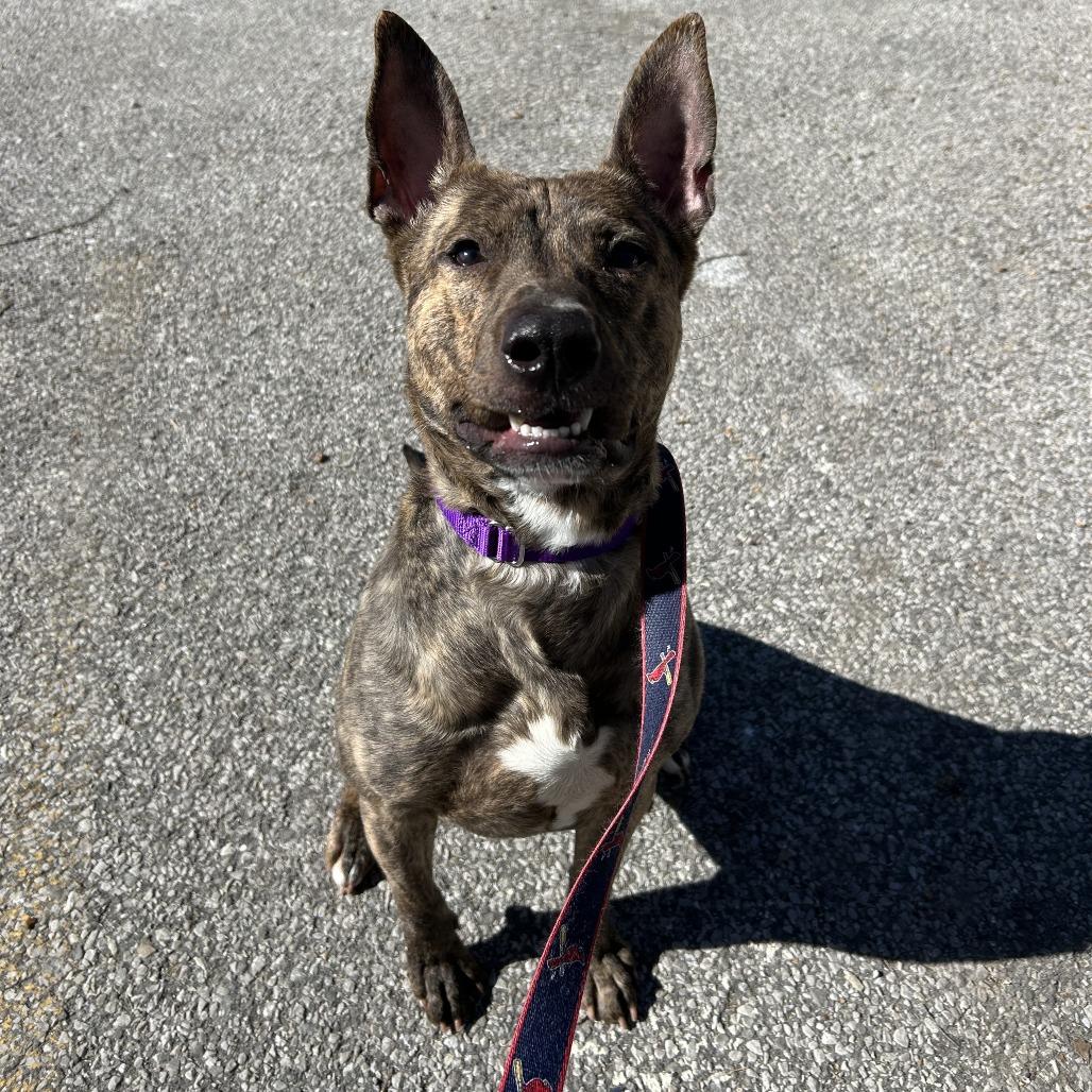 Enlarge Nacho Fries, a Adoptable Mixed Breed in Edwardsville, IL image 2/6