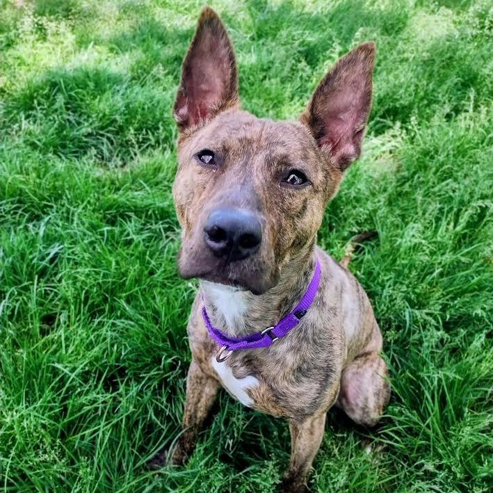 Enlarge Nacho Fries, a Adoptable Mixed Breed in Edwardsville, IL image 3/6