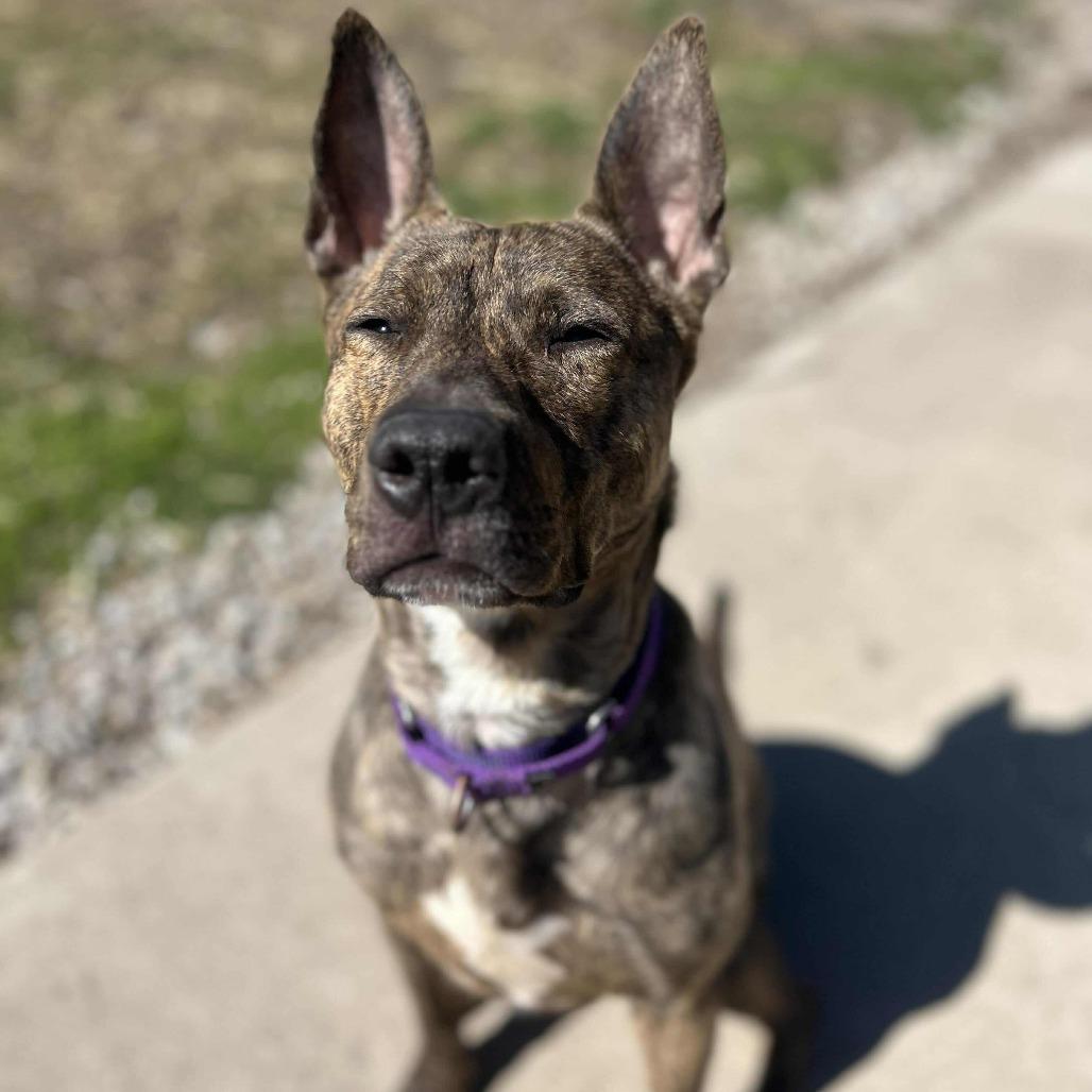 Enlarge Nacho Fries, a Adoptable Mixed Breed in Edwardsville, IL image 5/6
