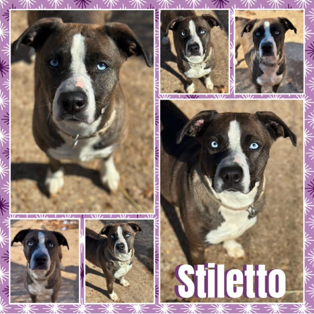 Enlarge Stiletto, a Adoptable mixed breed in Fort Smith, AR image 1/3
