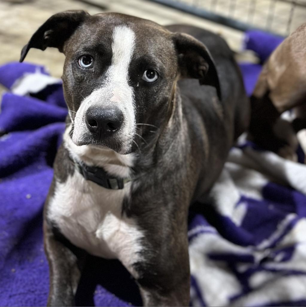 Enlarge Stiletto, a Adoptable mixed breed in Fort Smith, AR image 2/3