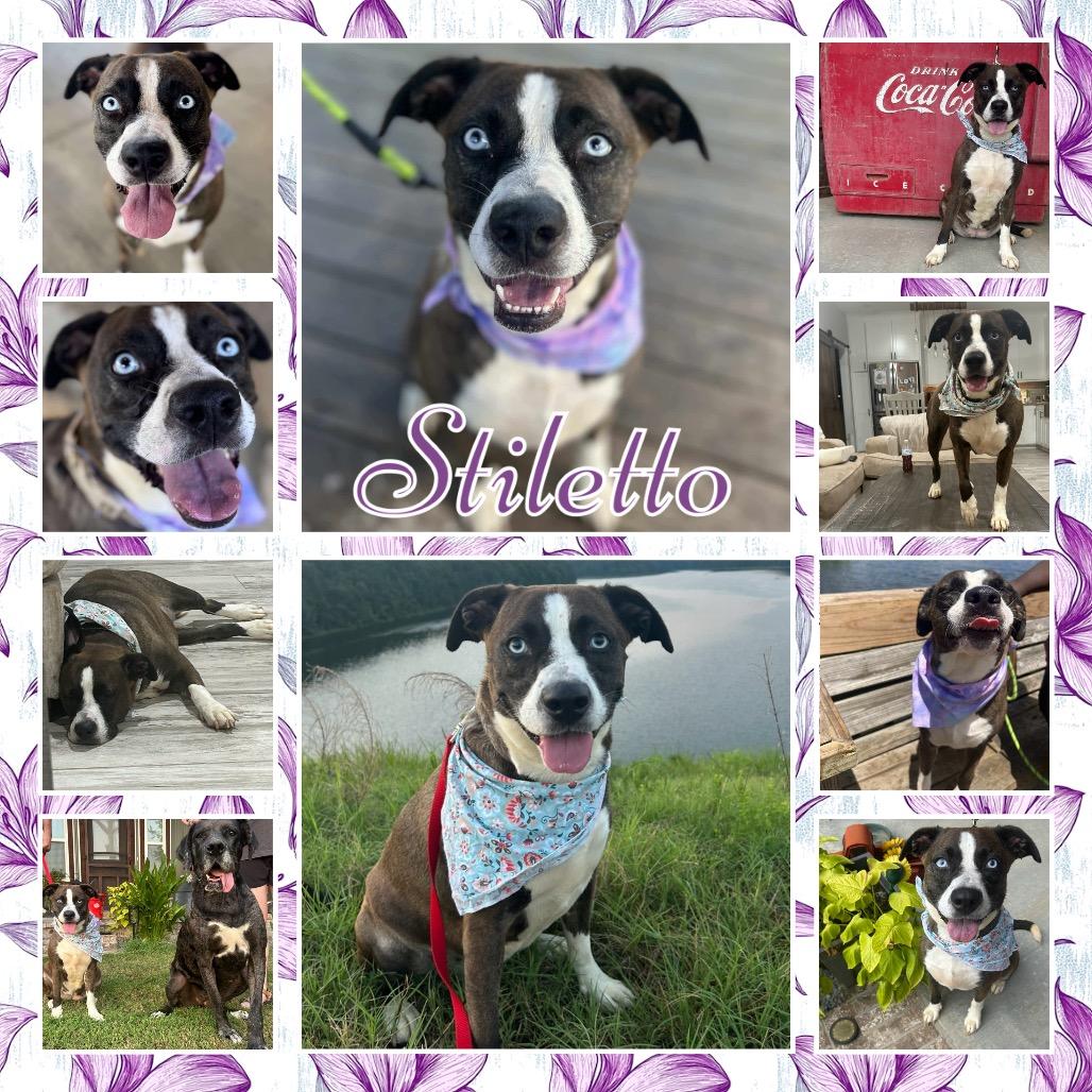 Enlarge Stiletto, a Adoptable mixed breed in Fort Smith, AR image 3/3