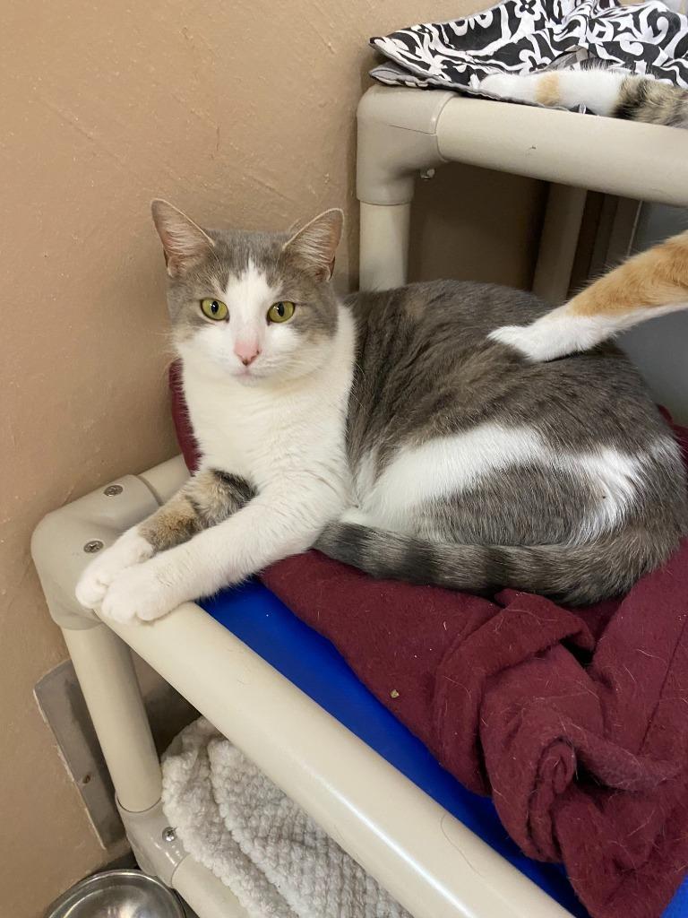 Karina, Adoptable, Young Female Domestic Short Hair.