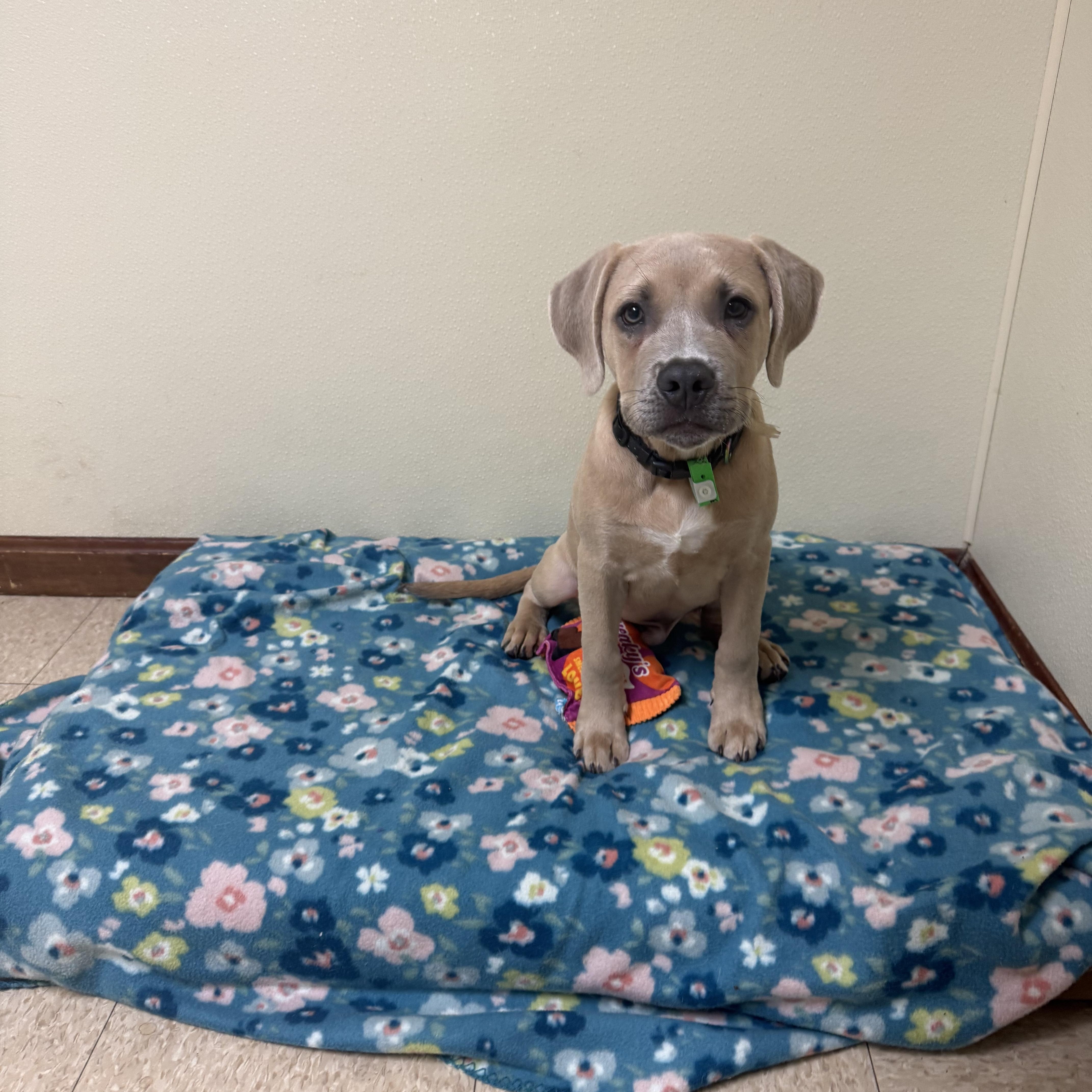 Enlarge Brunson, a Adoptable mixed breed in Douglas, MA image 2/6