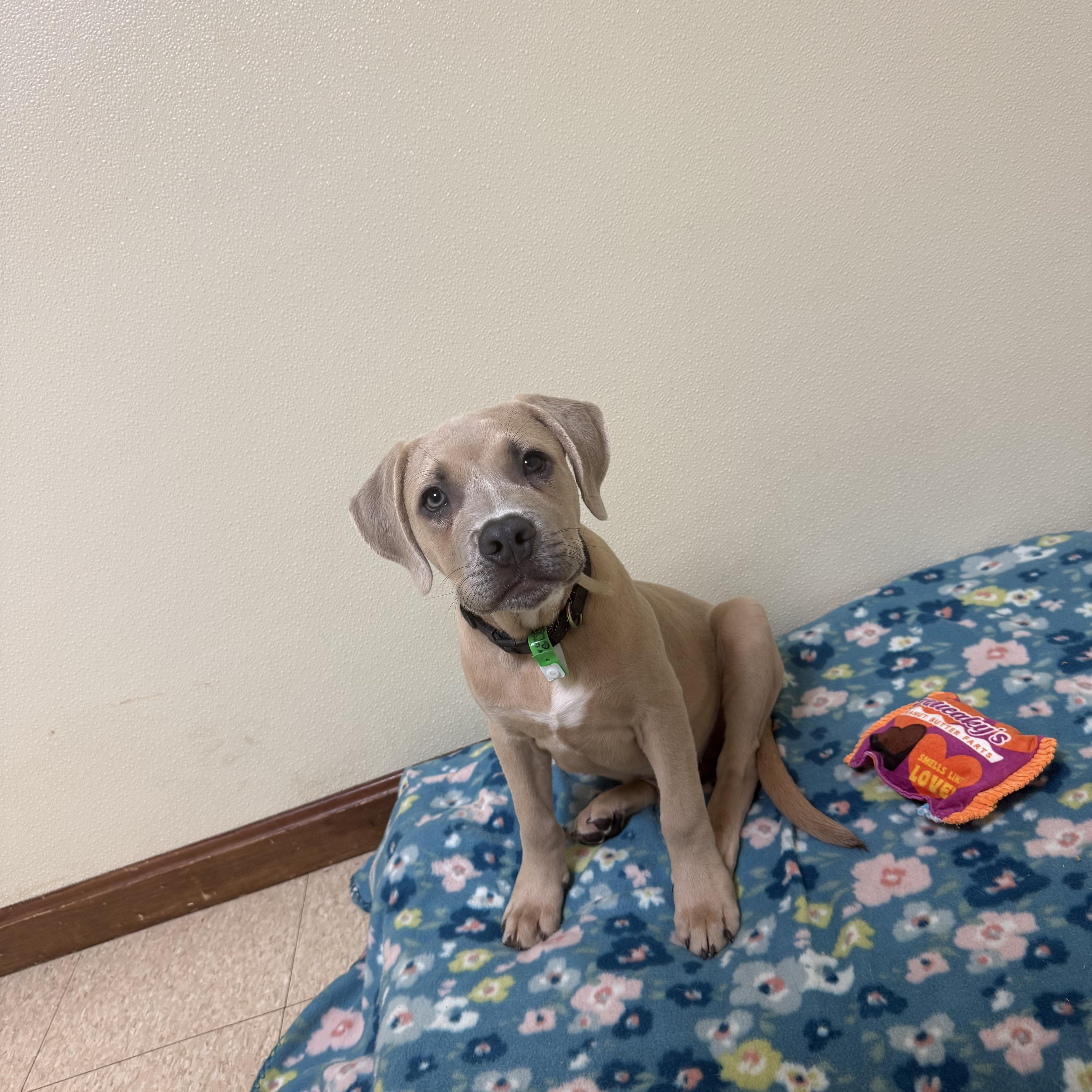 Enlarge Brunson, a Adoptable mixed breed in Douglas, MA image 5/6