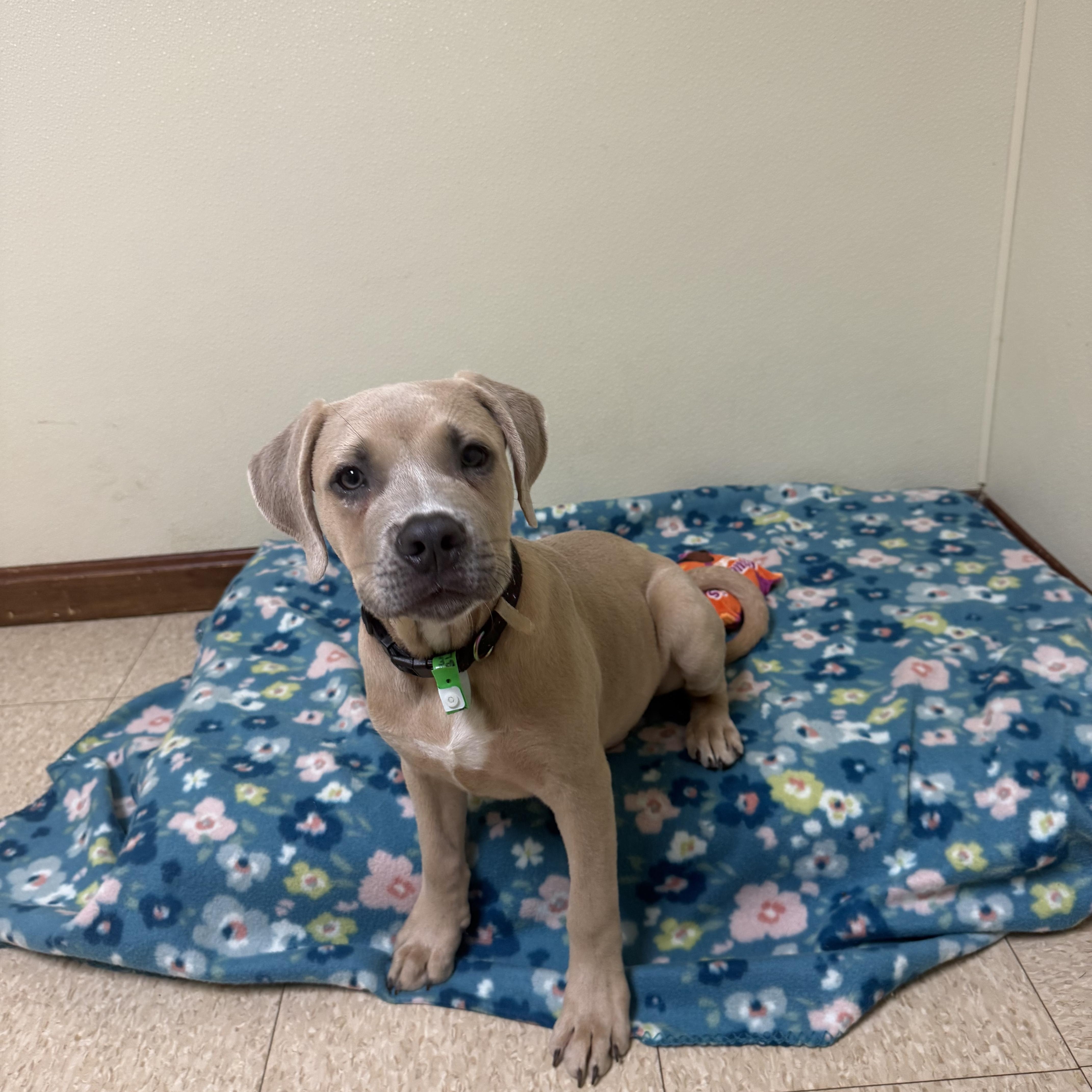 Enlarge Brunson, a Adoptable mixed breed in Douglas, MA image 6/6
