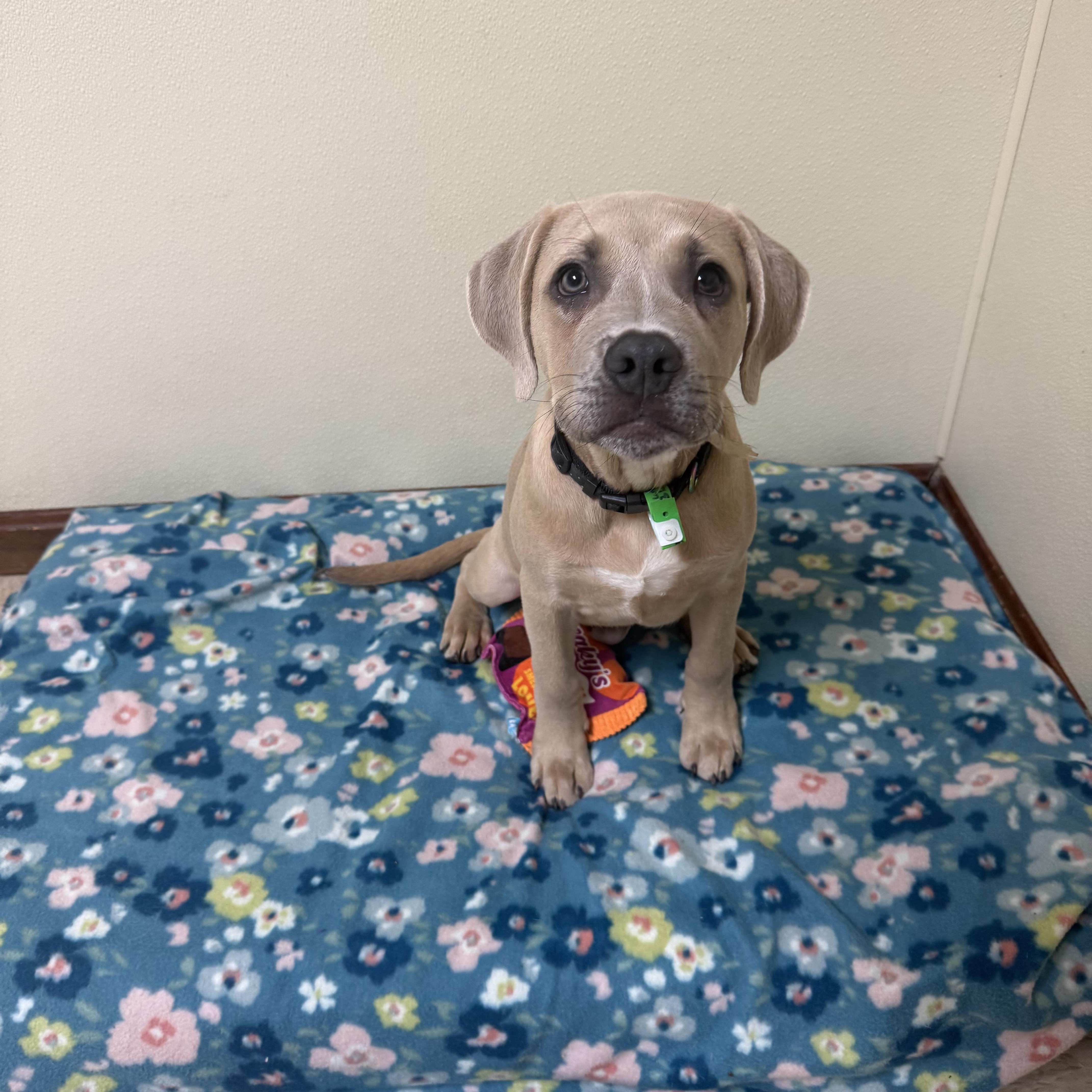 Enlarge Brunson, a Adoptable mixed breed in Douglas, MA image 1/6