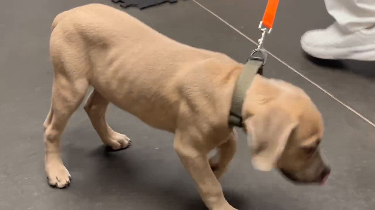 Enlarge Brunson, a Adoptable mixed breed in Douglas, MA video 3/6