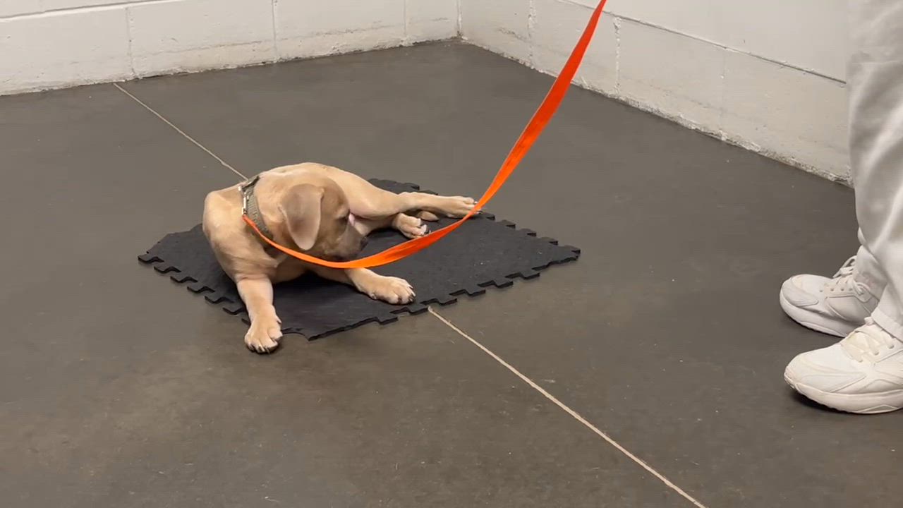 Enlarge Brunson, a Adoptable mixed breed in Douglas, MA video 4/6