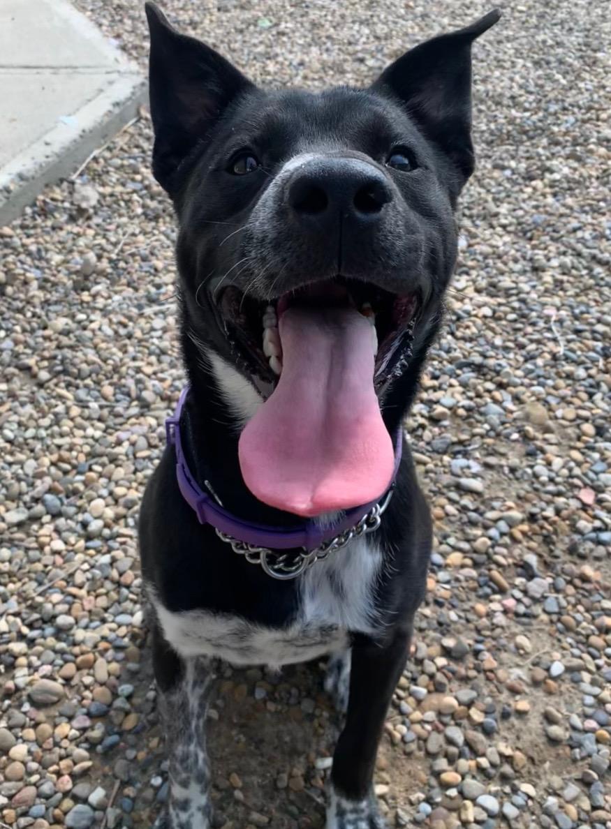 Dobby, ADOPTABLE, Young Male Pit Bull Terrier.