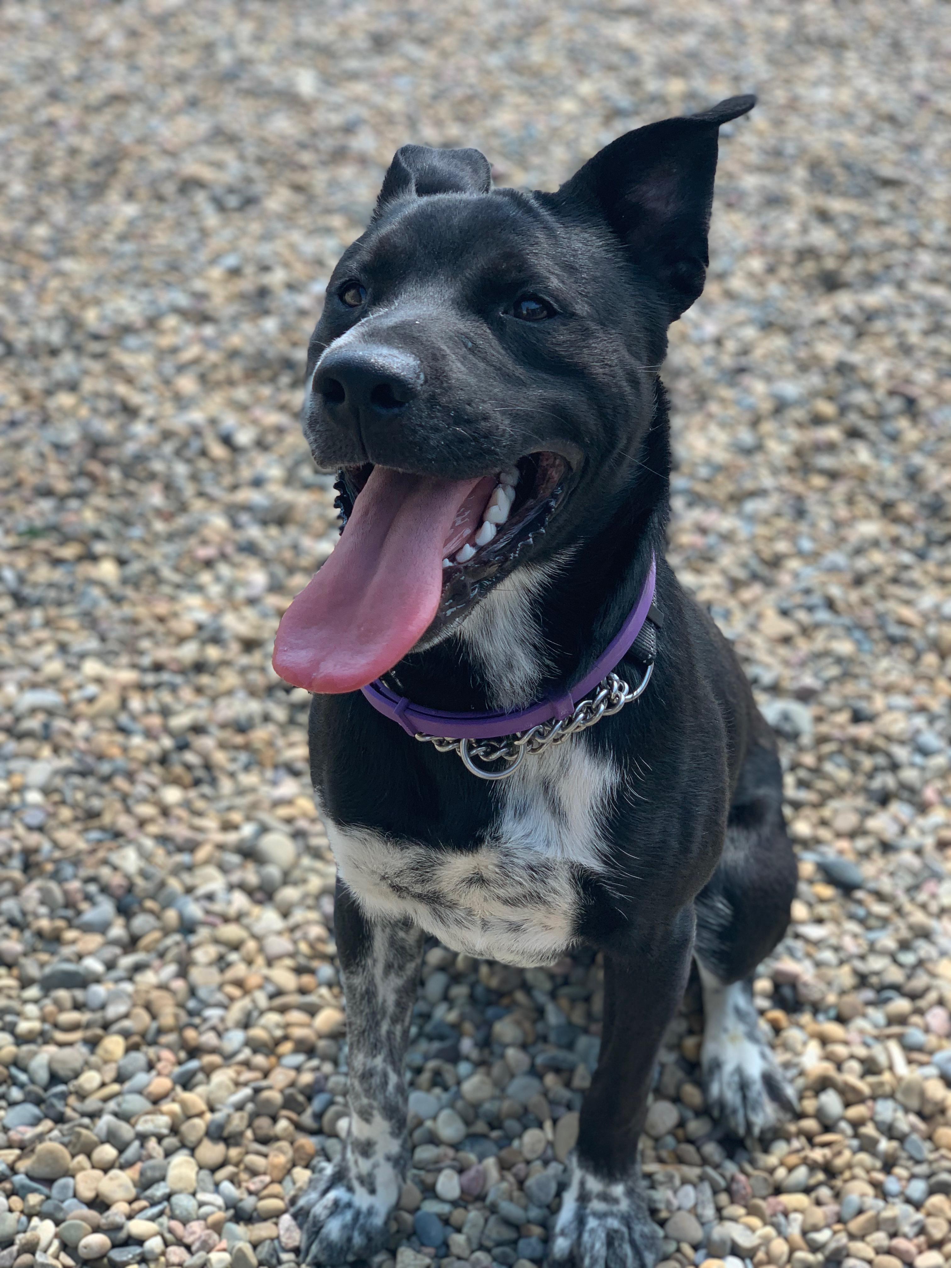 Enlarge Dobby, a ADOPTABLE Pit Bull Terrier in Brooks, AB image 3/6