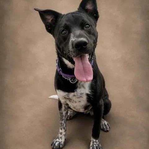 Dobby, a ADOPTABLE Pit Bull Terrier in Brooks, AB image 1/6
