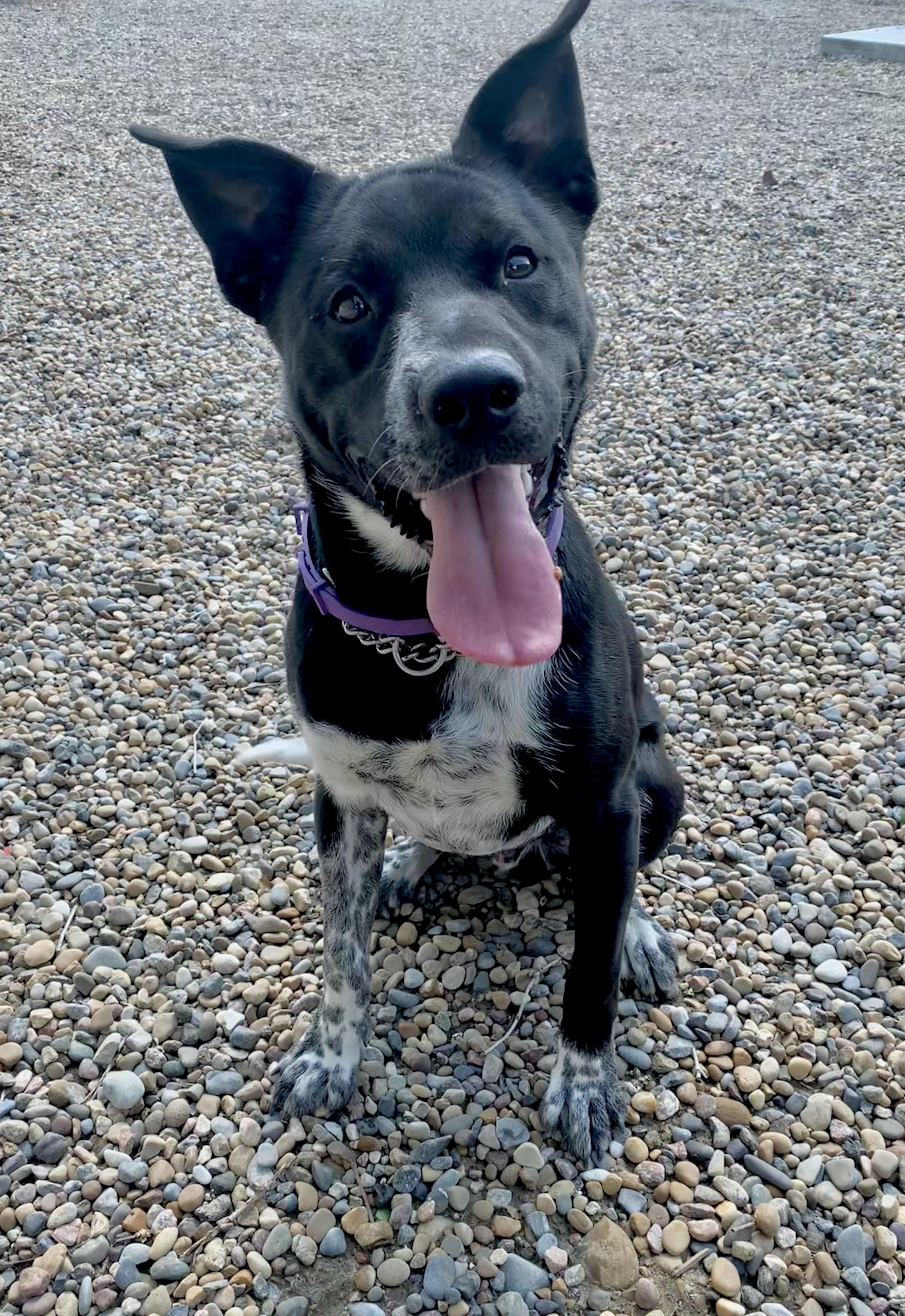 Enlarge Dobby, a ADOPTABLE Pit Bull Terrier in Brooks, AB image 6/6