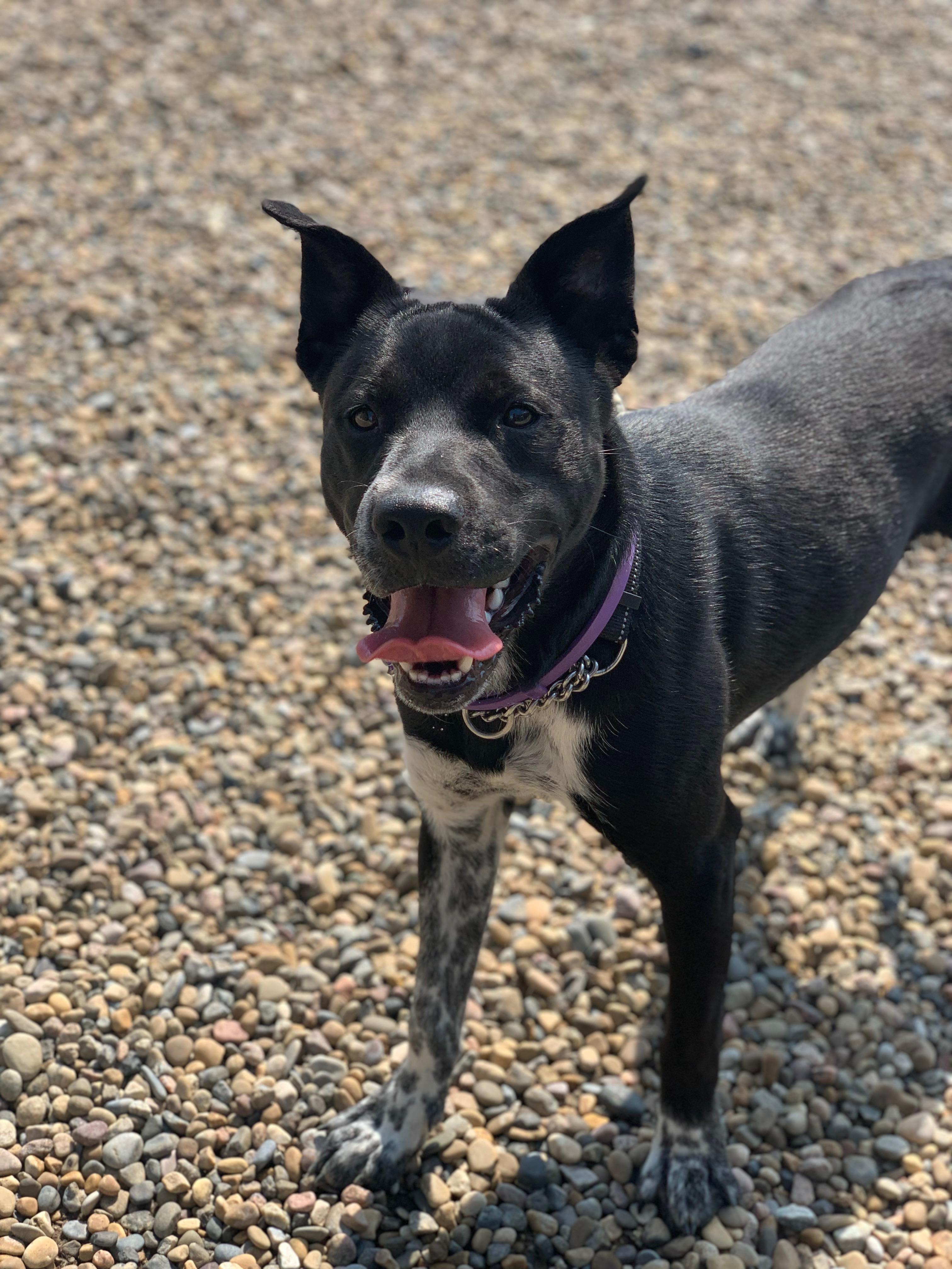 Enlarge Dobby, a ADOPTABLE Pit Bull Terrier in Brooks, AB image 5/6