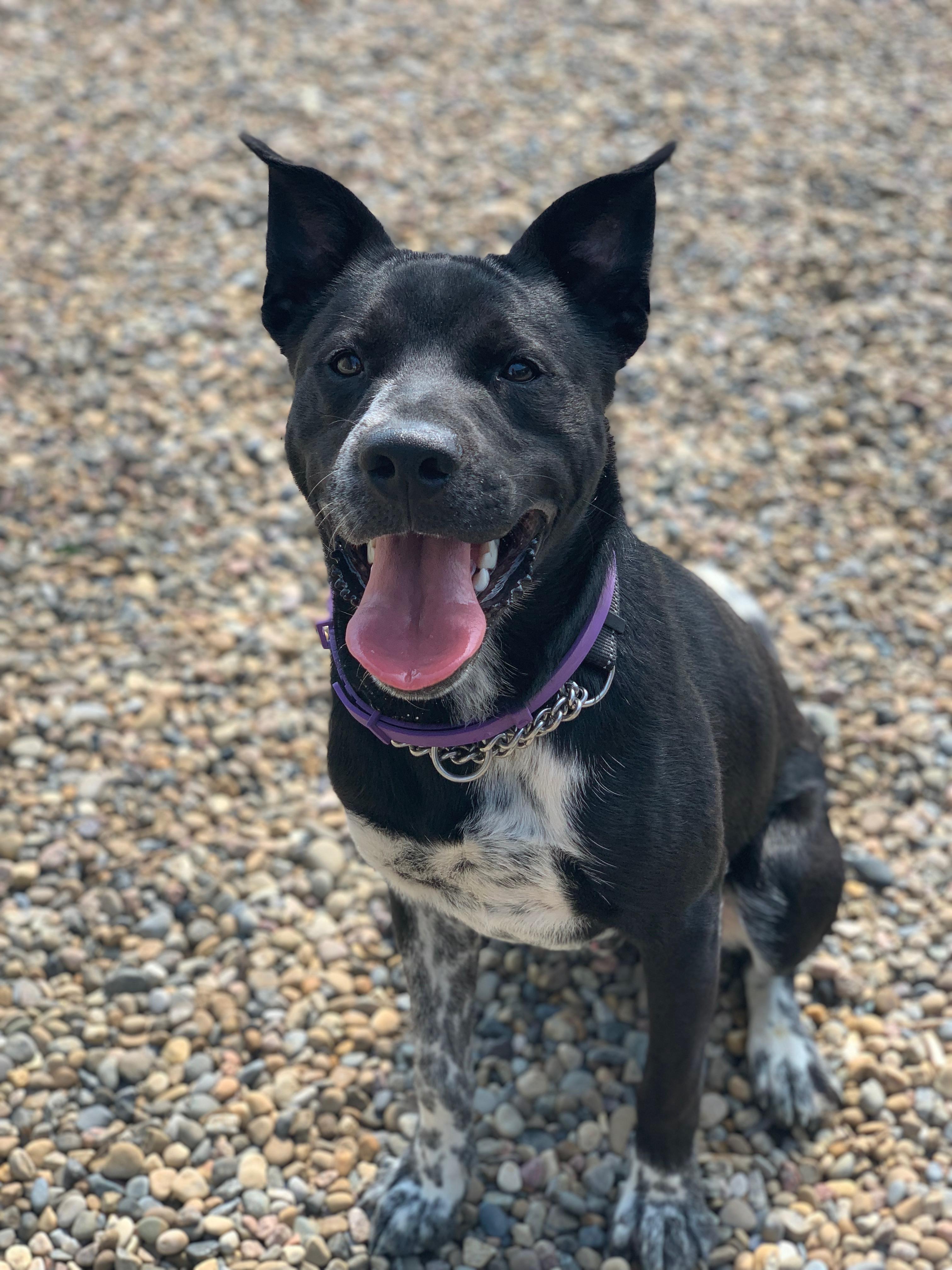 Enlarge Dobby, a ADOPTABLE Pit Bull Terrier in Brooks, AB image 4/6